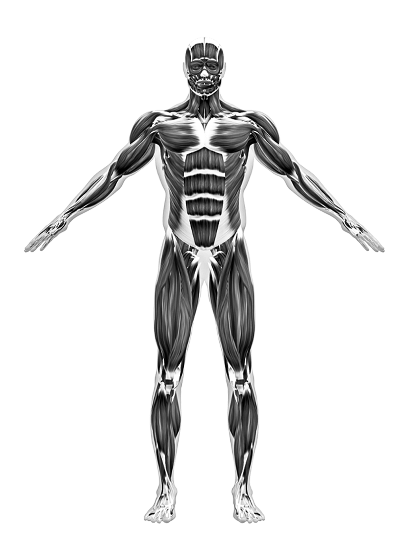musclemap
