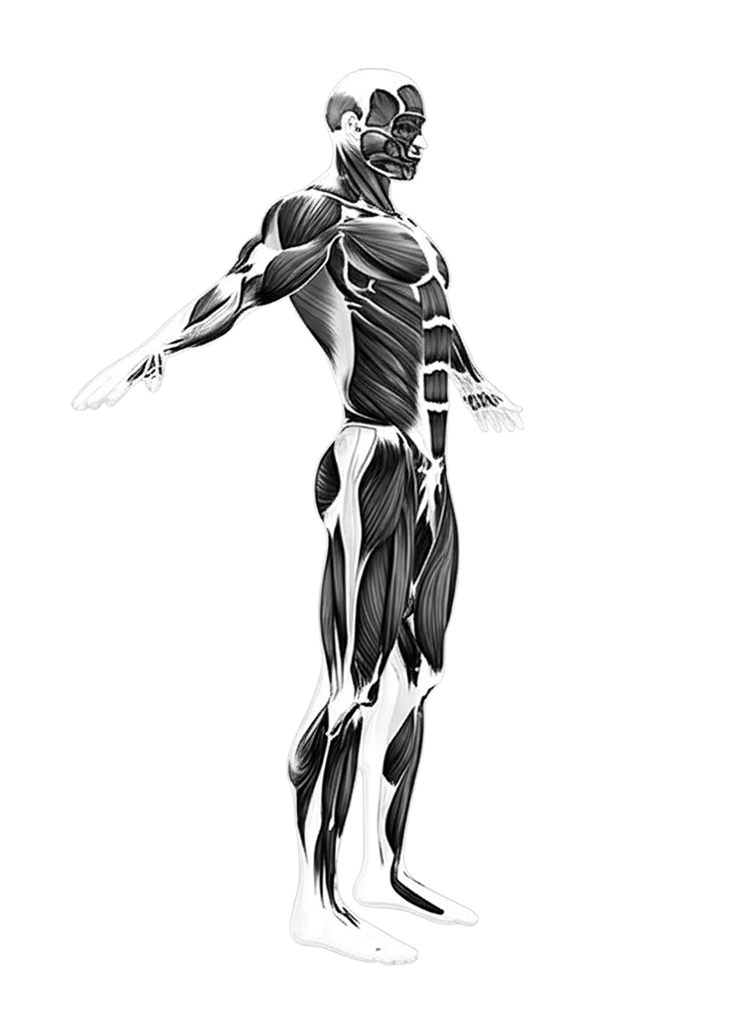 musclemap