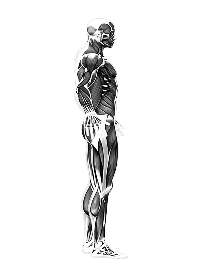 musclemap