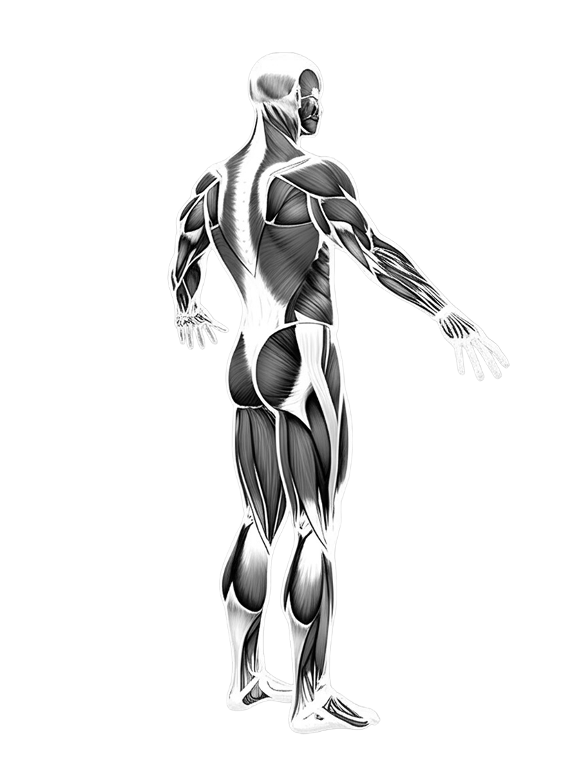 musclemap