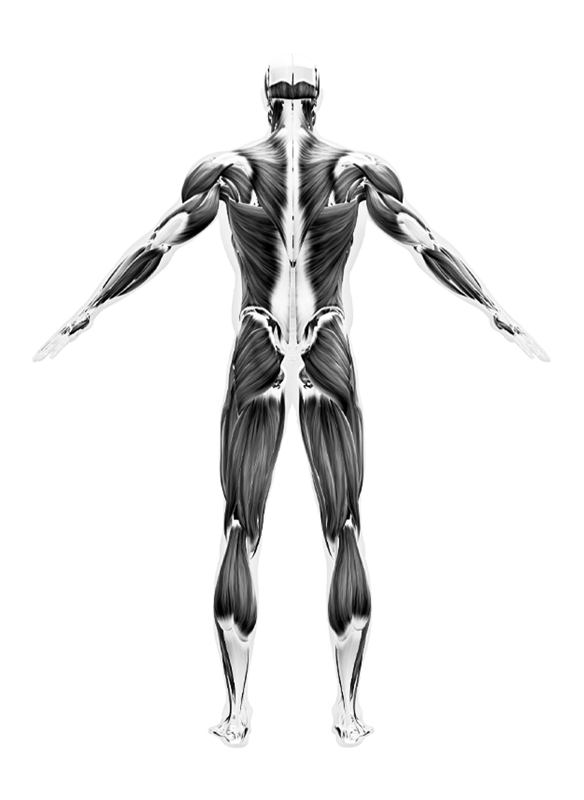 musclemap