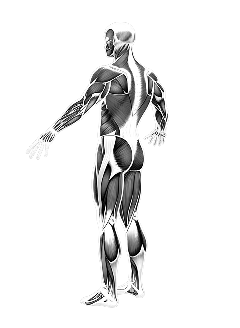 musclemap