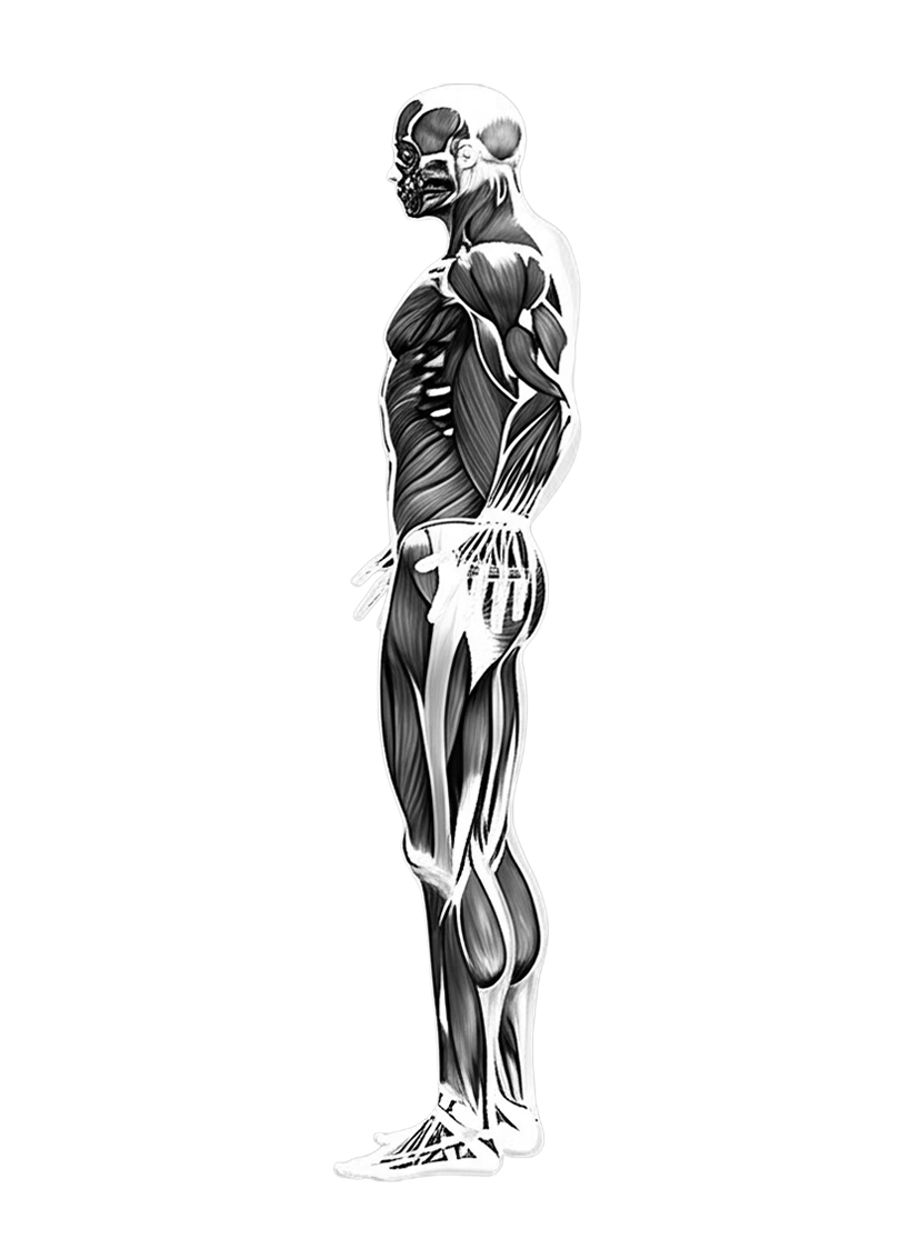 musclemap