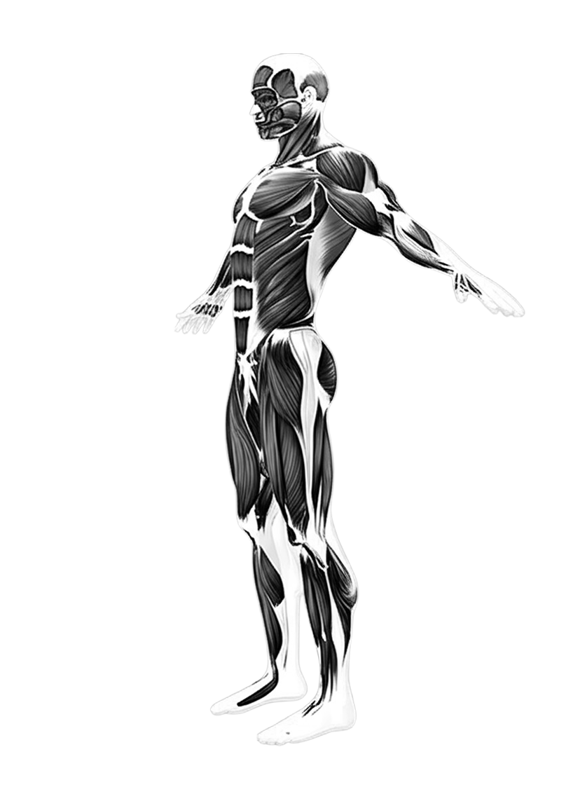 musclemap